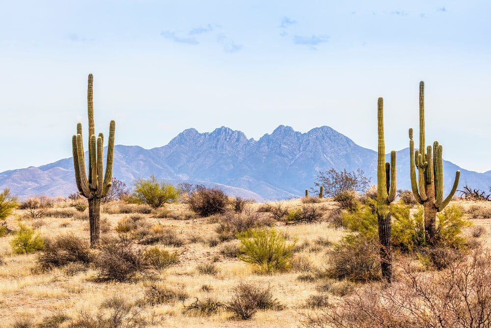 Desert Scene In Arizona with Cactus and Mountain Range in the Background